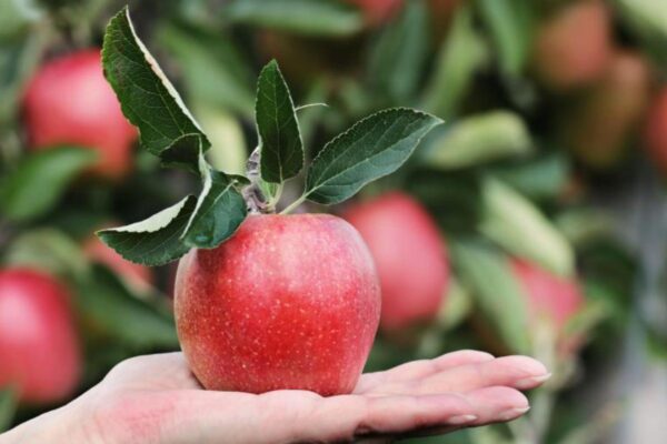 Here are 10 benefits of eating apples