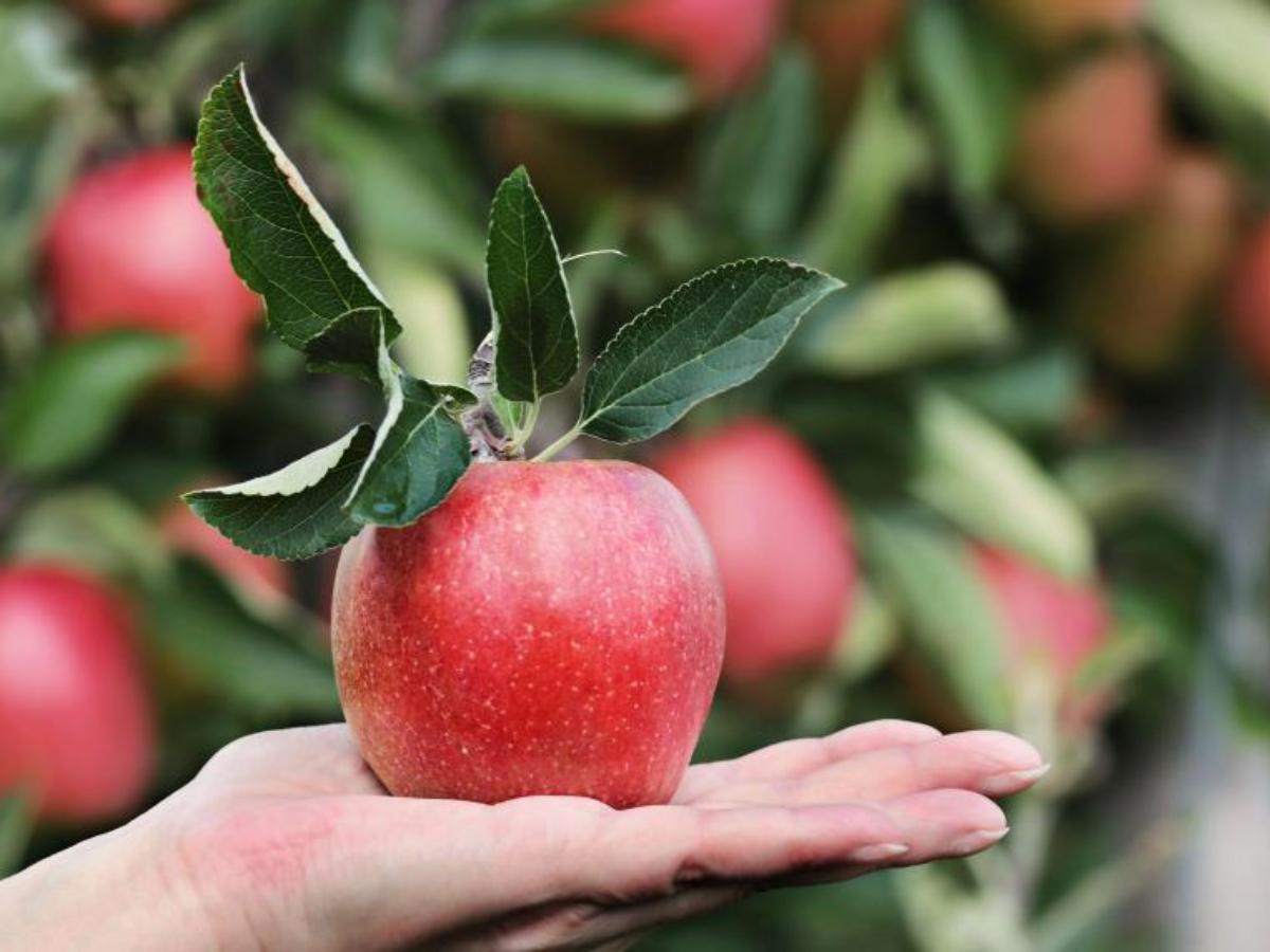 Here are 10 benefits of eating apples